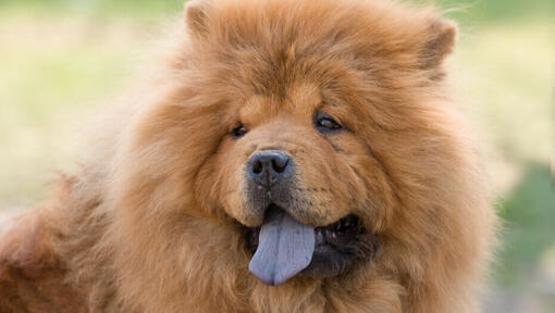 Chow Chow