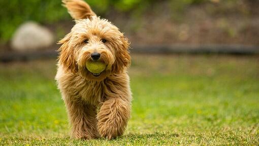 Goldendoodle in esecuzione con palla