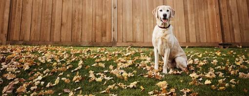 Cane Labrador seduto all'esterno