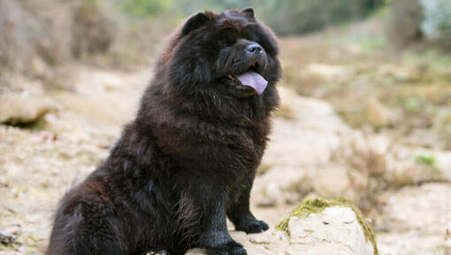 Chow Chow