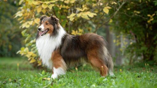 Shetland Sheepdog in piedi al parco