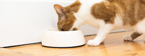 Zenzero e gatto bianco che mangiano da una ciotola bianca