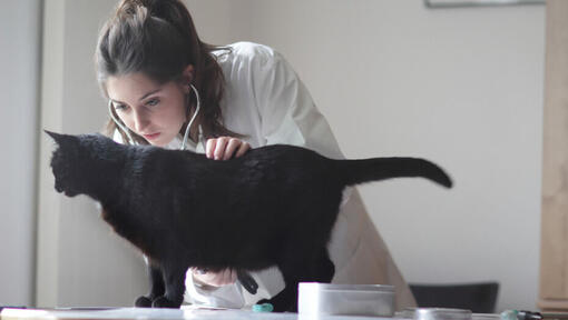 Gatto nero esaminato dal veterinario