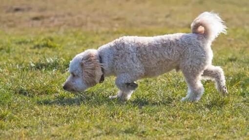 Cane riccioluto bianco che annusa l'erba