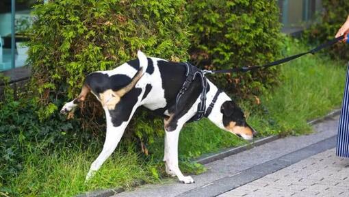 Cane in bianco e nero che fa pipì contro il cespuglio