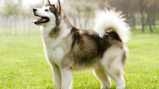 Malamute dell'Alaska che osserva in su.