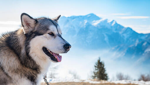 Malamute dell'Alaska sullo sfondo dell'Alaska Range.