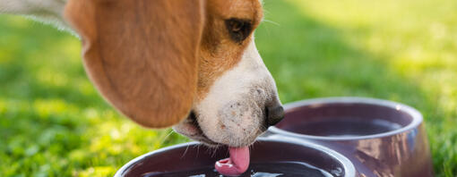 Cane che beve acqua da una ciotola