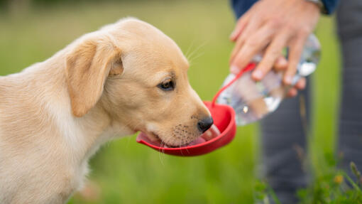 Cane che beve acqua da una ciotola