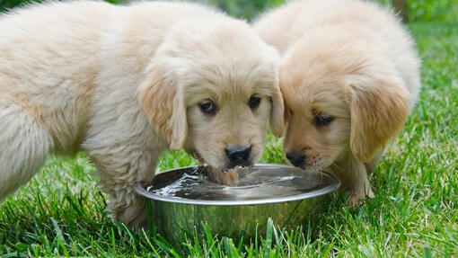 Due cuccioli bevono acqua da una ciotola