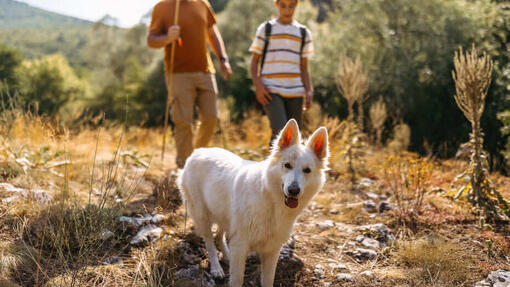 Cane da pastore svizzero bianco