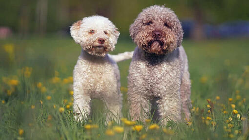 Lagotto Romagnolo