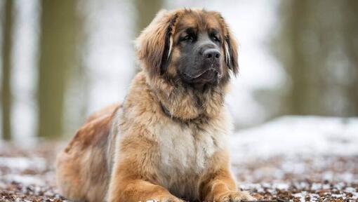 Leonberger