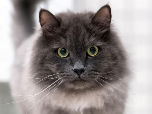 Nebelung