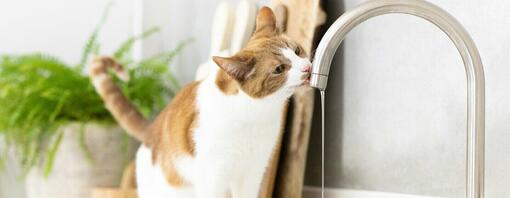 Perché il mio gatto beve tanta acqua?