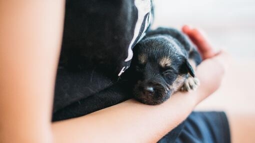 cucciolo nero tra le braccia del proprietario