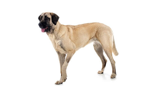 Kangal