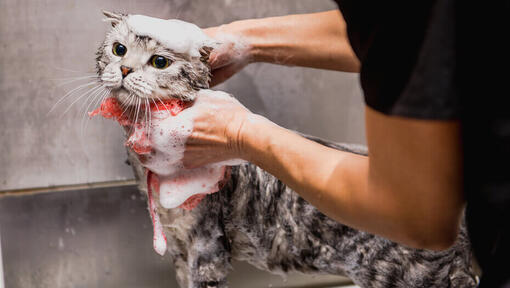 Gatto strofinato nella vasca da bagno