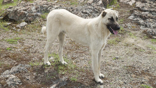 Kangal