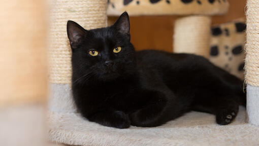 Gatto nero con occhi verde chiaro sdraiato accanto al tiragraffi.