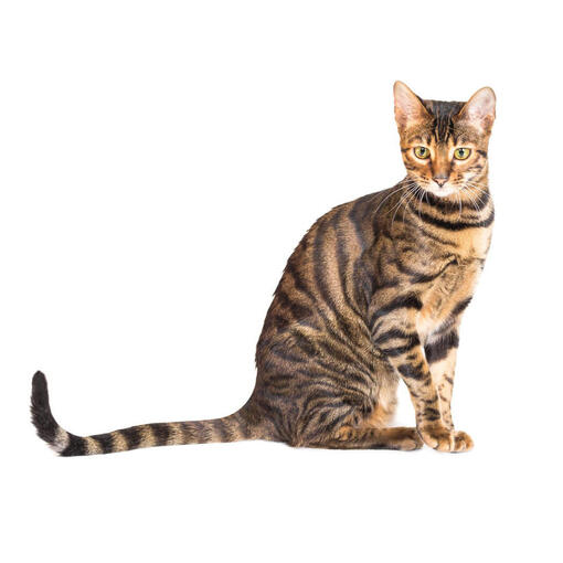 Toyger