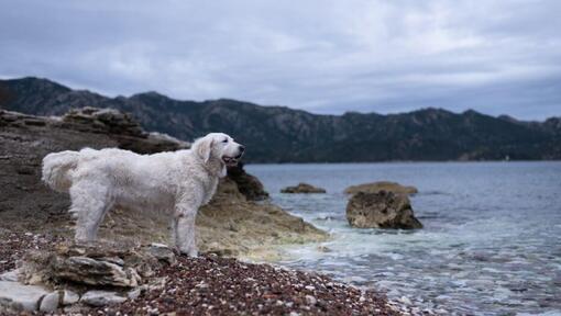 Kuvasz ungherese