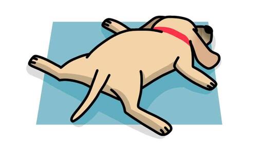 11 posizioni di sonno dei cani: cosa significano?