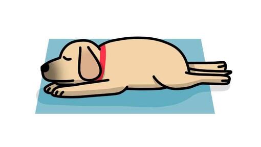 11 posizioni di sonno dei cani: cosa significano?