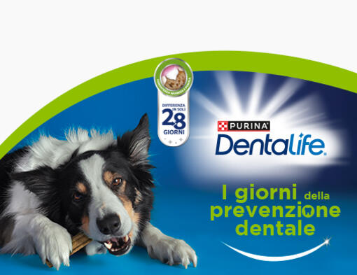 Dentalife prevenzione dentale mobile