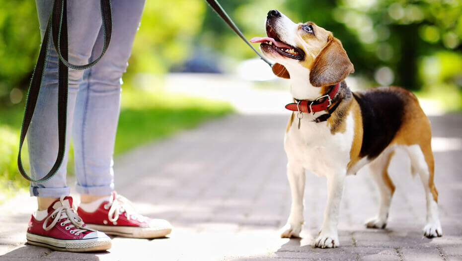 Premi per cani: quali utilizzare nelle sessioni di training? 